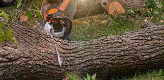 Tree and Shrub Care in Belfast, ME