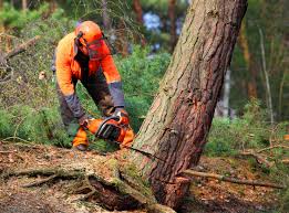 Best Storm Damage Tree Cleanup  in Belfast, ME