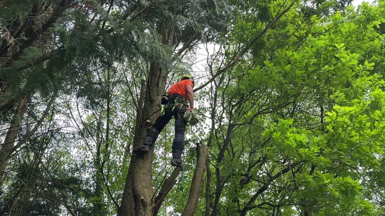 Best Emergency Tree Removal  in Belfast, ME