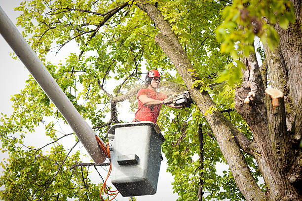 Best Tree Maintenance Programs  in Belfast, ME